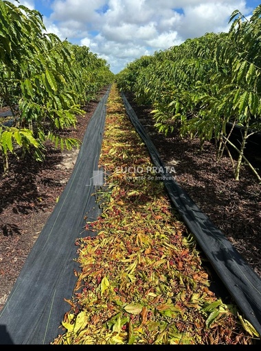 Fazenda/Sítios/Chácaras no bairro Fazenda 97 hectares café , em Montanha | Eu Corretor