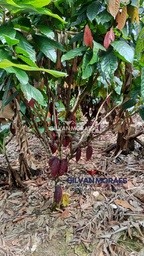 Fazenda/Sítios/Chácaras de 4 quartos, no bairro zona rural, em Valença | Eu Corretor