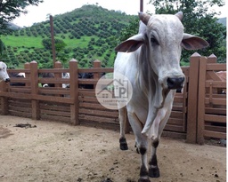 Fazenda/Sítios/Chácaras de 480000m² no bairro Carmo, em Carmo | Eu Corretor