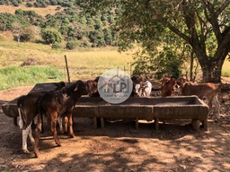 Fazenda/Sítios/Chácaras de 480000m² no bairro Carmo, em Carmo | Eu Corretor