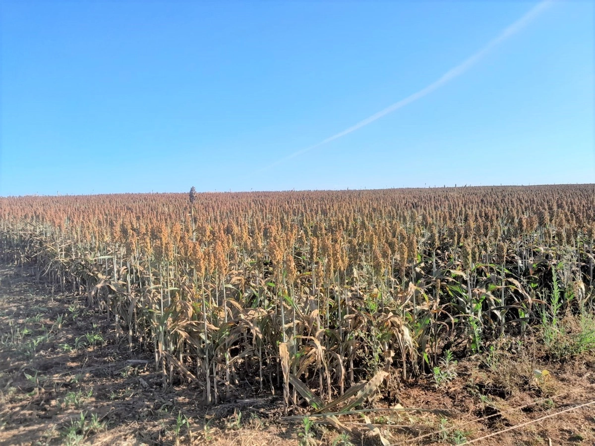 Fazenda/Sítios/Chácaras de 2520000m² no bairro Centro, em Luziânia | Eu Corretor