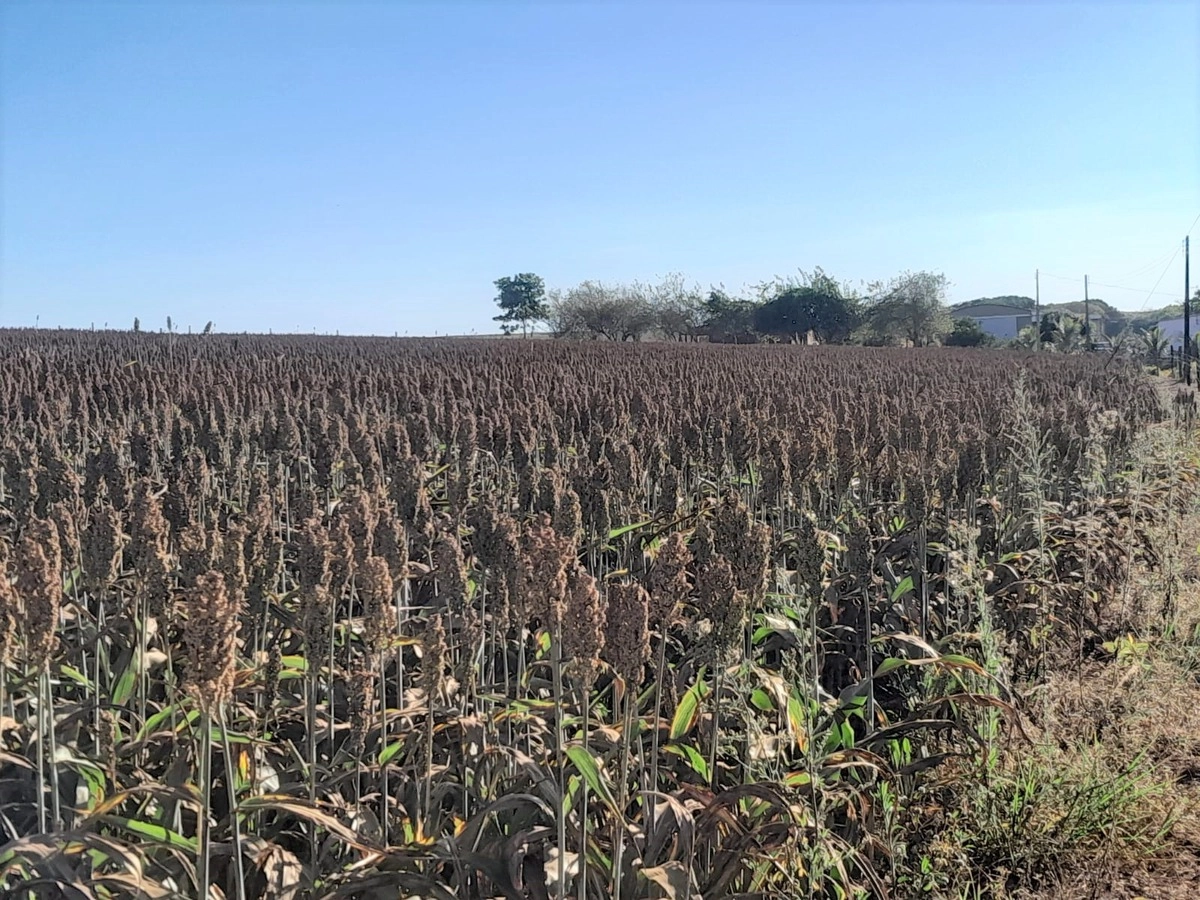 Fazenda/Sítios/Chácaras de 2520000m² no bairro Centro, em Luziânia | Eu Corretor